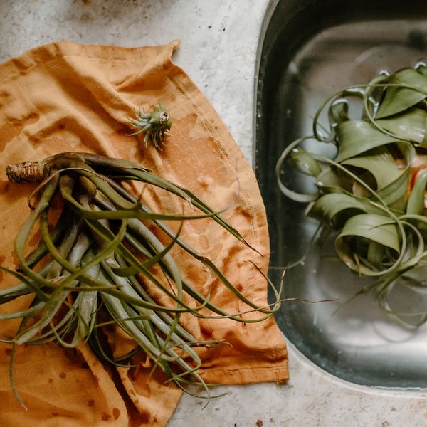 Full Circle Kind Plant Dyed Cloths - Multicolour